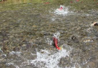 A red sockeye salmon swims in shallow, rocky water.