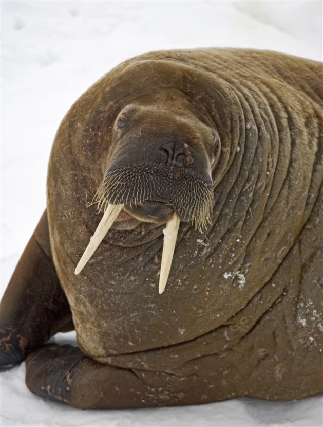A walrus on the ice in the Arctic Ocean. (Photo by Mike Dunn/National Oceanic and Atmospheric Administration and the NC State Museum of Natural Sciences)