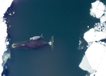 A bowhead whale and a calf in the Arctic on May 29, 2011.