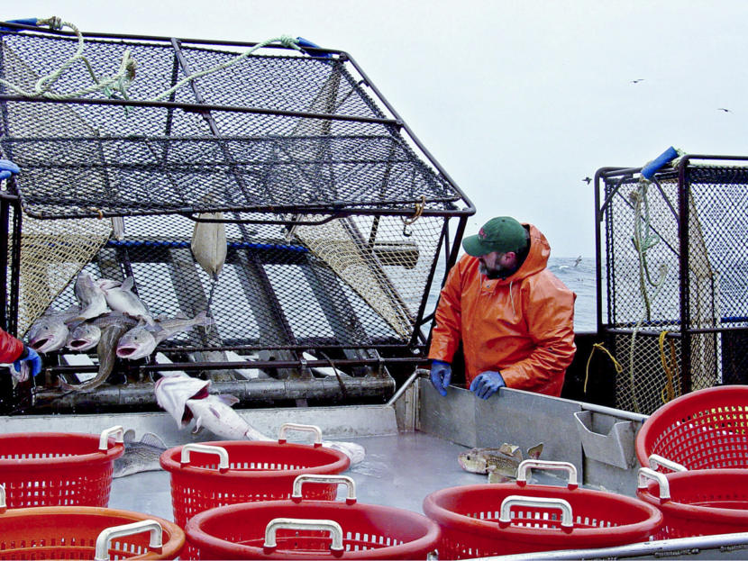 A man in an orange raincoat watches Pacific cod slide out of a black cage onto the boat.