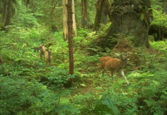 This doe and her fawns were photographed on Mitkof Island using a wildlife game camera. (Photo courtesy of Dan Eacker/ADF&G)