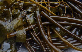 A close up of kelp. (Photo courtesy of the Petersburg Marine Mammal Center)