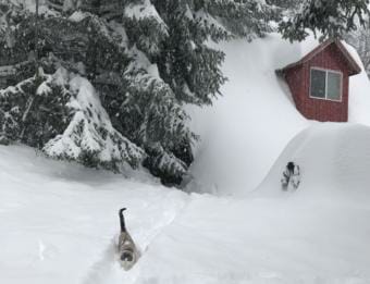 Edna the cat makes her way through deep snow in front of a snow-covered home in Haines. (Beth Douthit)
