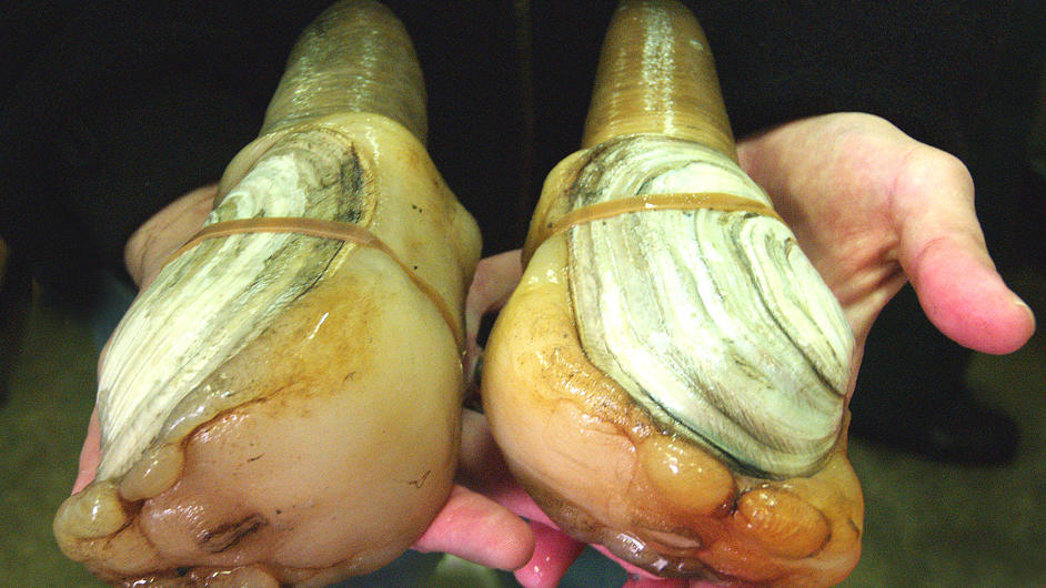 geoduck clam