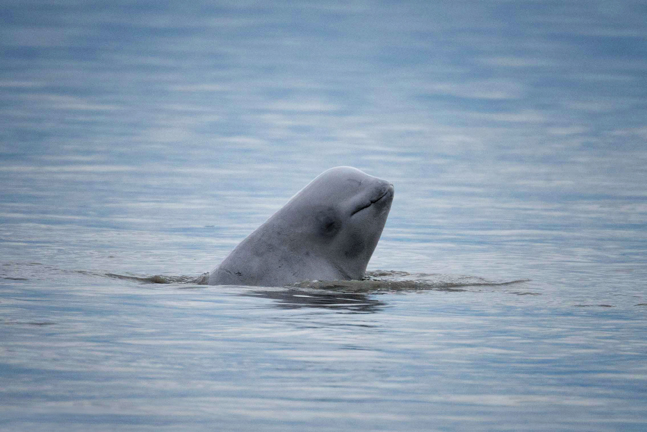 Toxins in vegetation may have caused death of beluga whales at