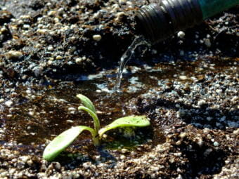 Seedling and water