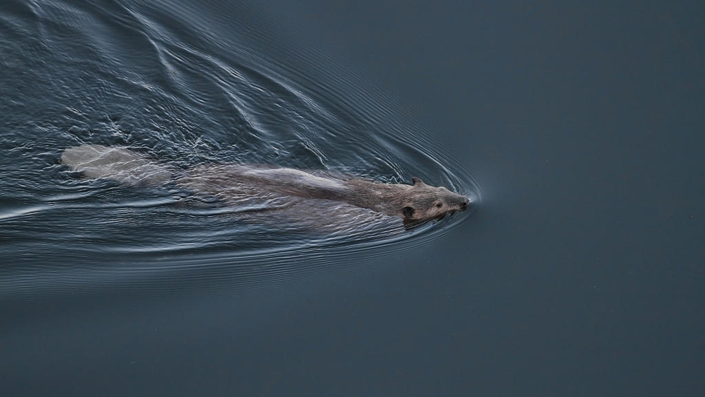 Beaver Numbers Have Exploded In Northwest Alaska With Some Striking Effects On The Environment