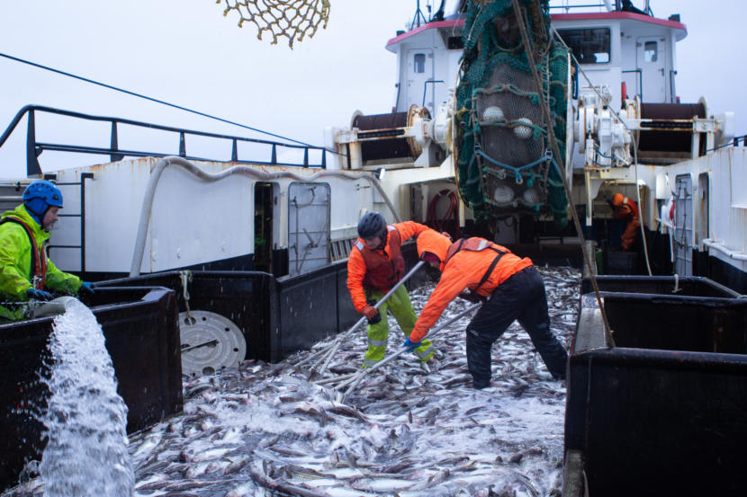 Crew members shovel pollock on the deck of a Bering Sea trawler last year. (Nathaniel Herz/Alaska’s Energy Desk)