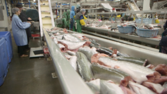 Workers processing fish at a salmon processing plant.