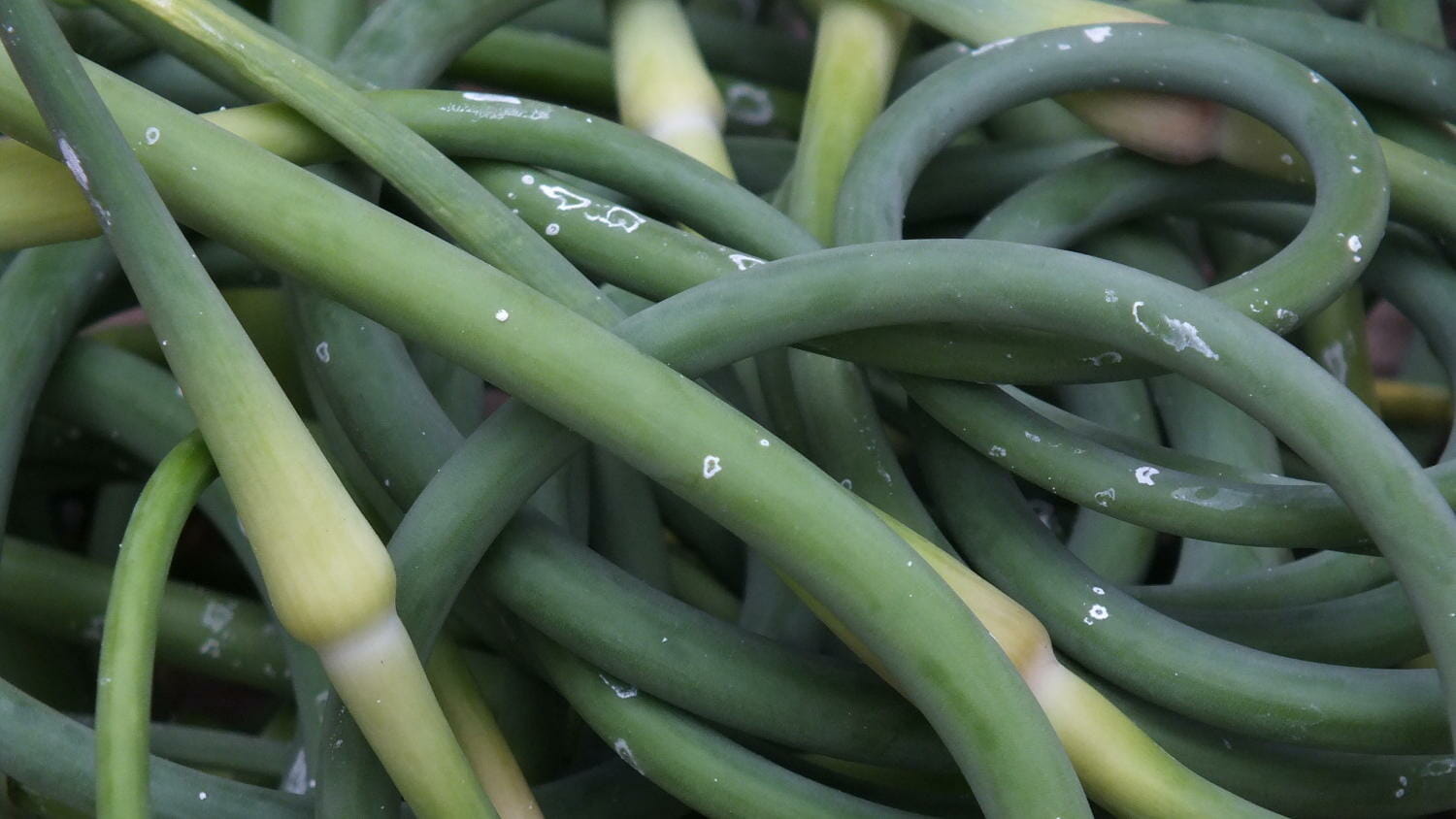 Gardentalk Pick your garlic scapes when they curl