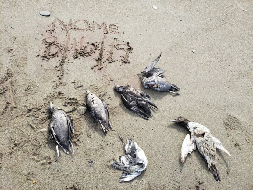 Six dead seabirds on a beach. "Nome, 8/16/19" is written in the sand.