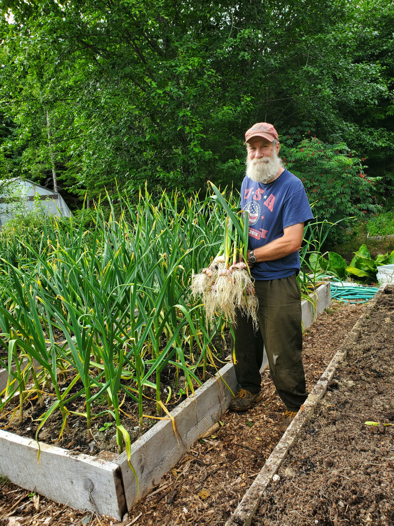 Gardentalk Time to harvest garlic, but watch out for mold