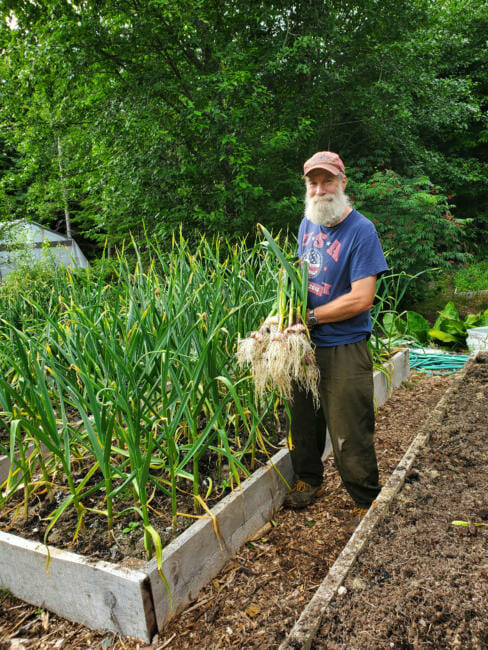 Garlic harvest