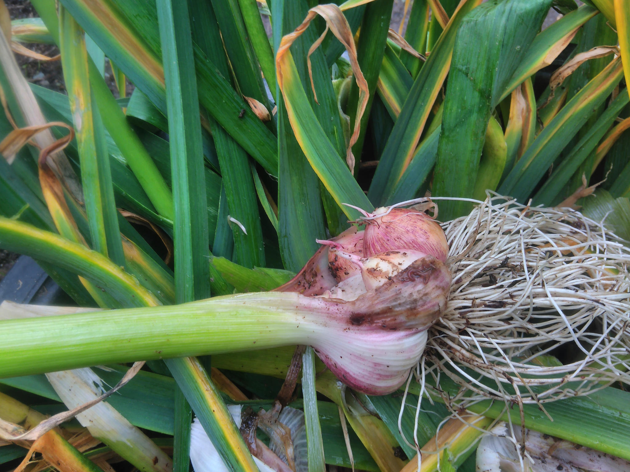 Gardentalk Time to harvest garlic, but watch out for mold