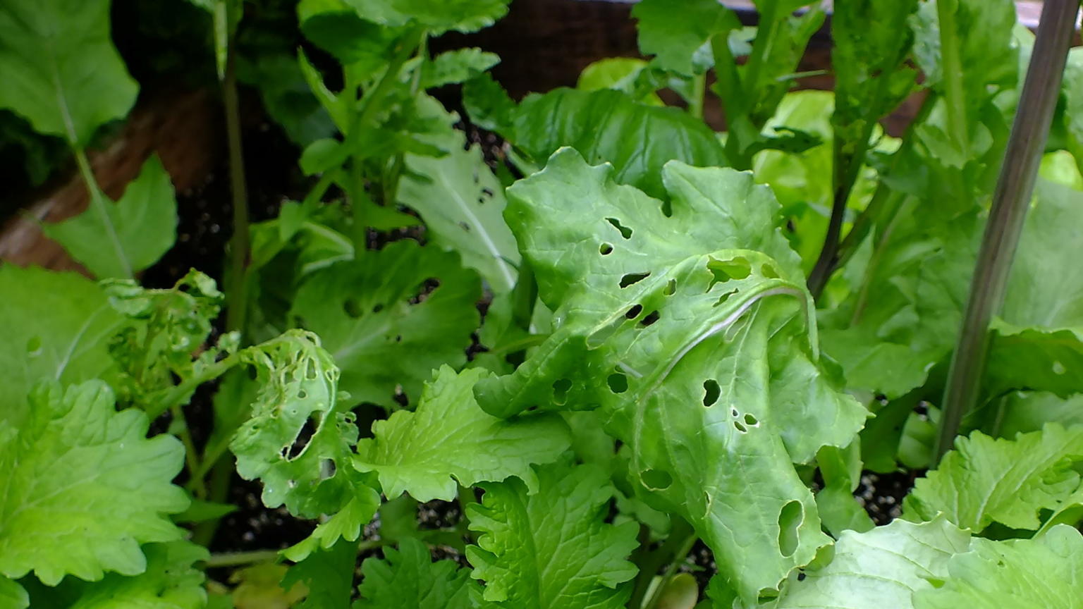 Gardentalk - Your best tools for this summer's slugs