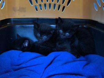 These three kittens were recently saved by the Ketchikan Humane Society on July 6. Volunteers rescued them from a culvert by a trail. (Photo courtesy of Ketchikan Humane Society)