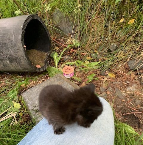 This kitten was one of seven found in a culvert by a local trail. The Ketchikan Humane Society is currently in the process of finding all the kittens homes. (Photo courtesy of Ketchikan Humane Society)