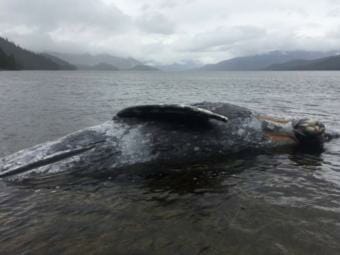 A gray whale carcass was found near Wrangell Island in 2019