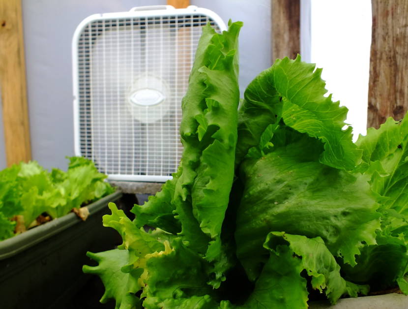 Lettuce fan