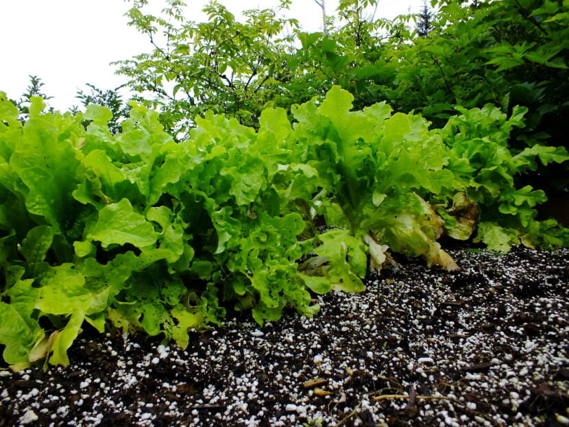 Yellowing lettuce