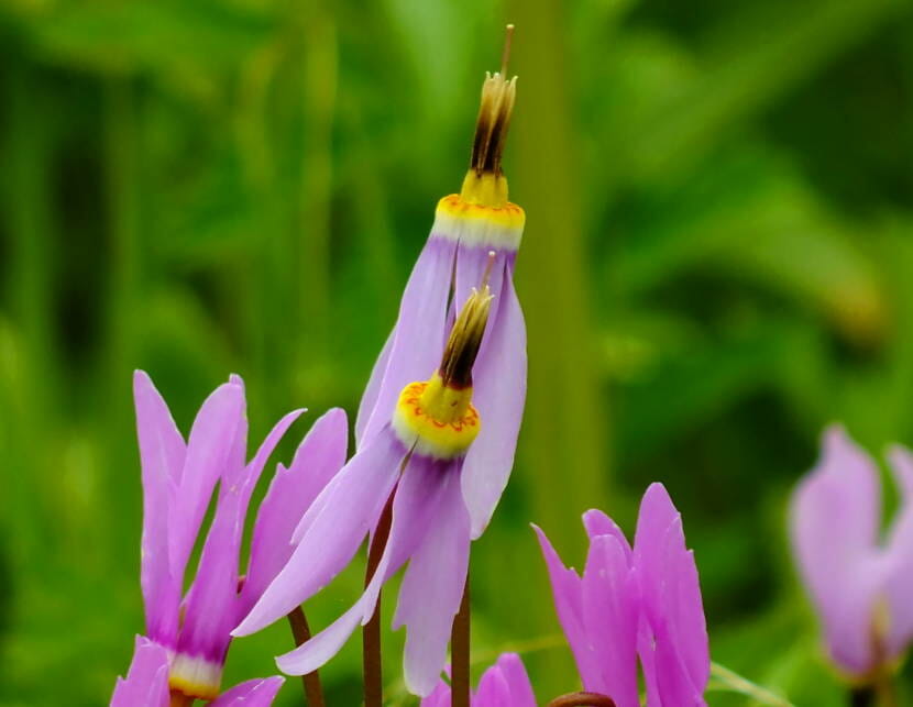 Shooting star flower