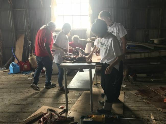 Kake Youth Conservation Corps (YCC) help butcher one of five deer obtained under the emergency season