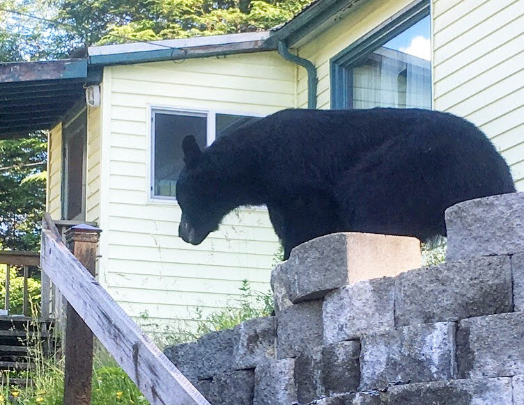 Bears mostly behaving in Haines, KHNS Radio