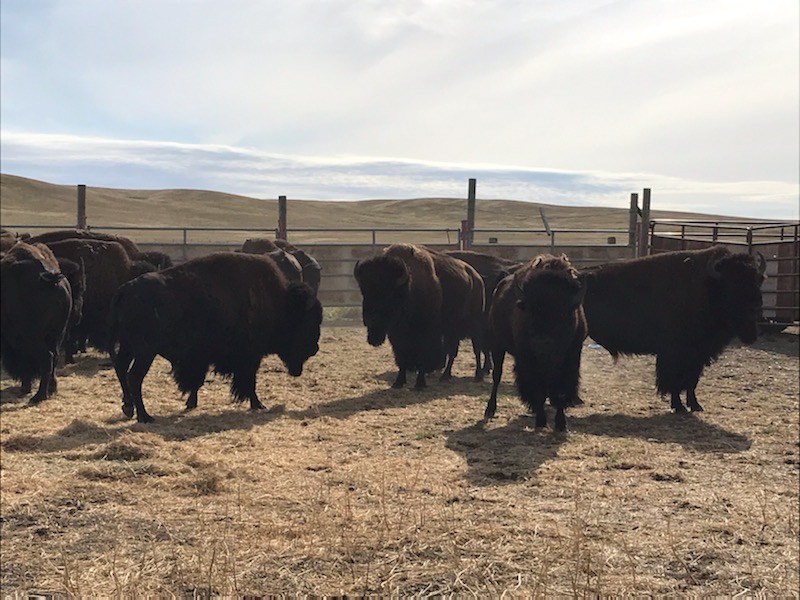 Bison in Montana. (Photo courtesy of the Old Harbor Alliance)