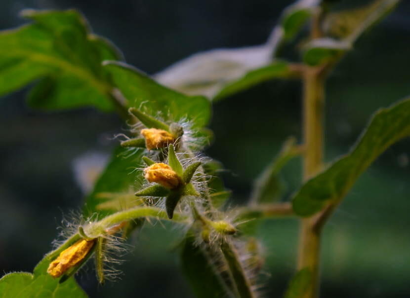 Cherry tomato flowers