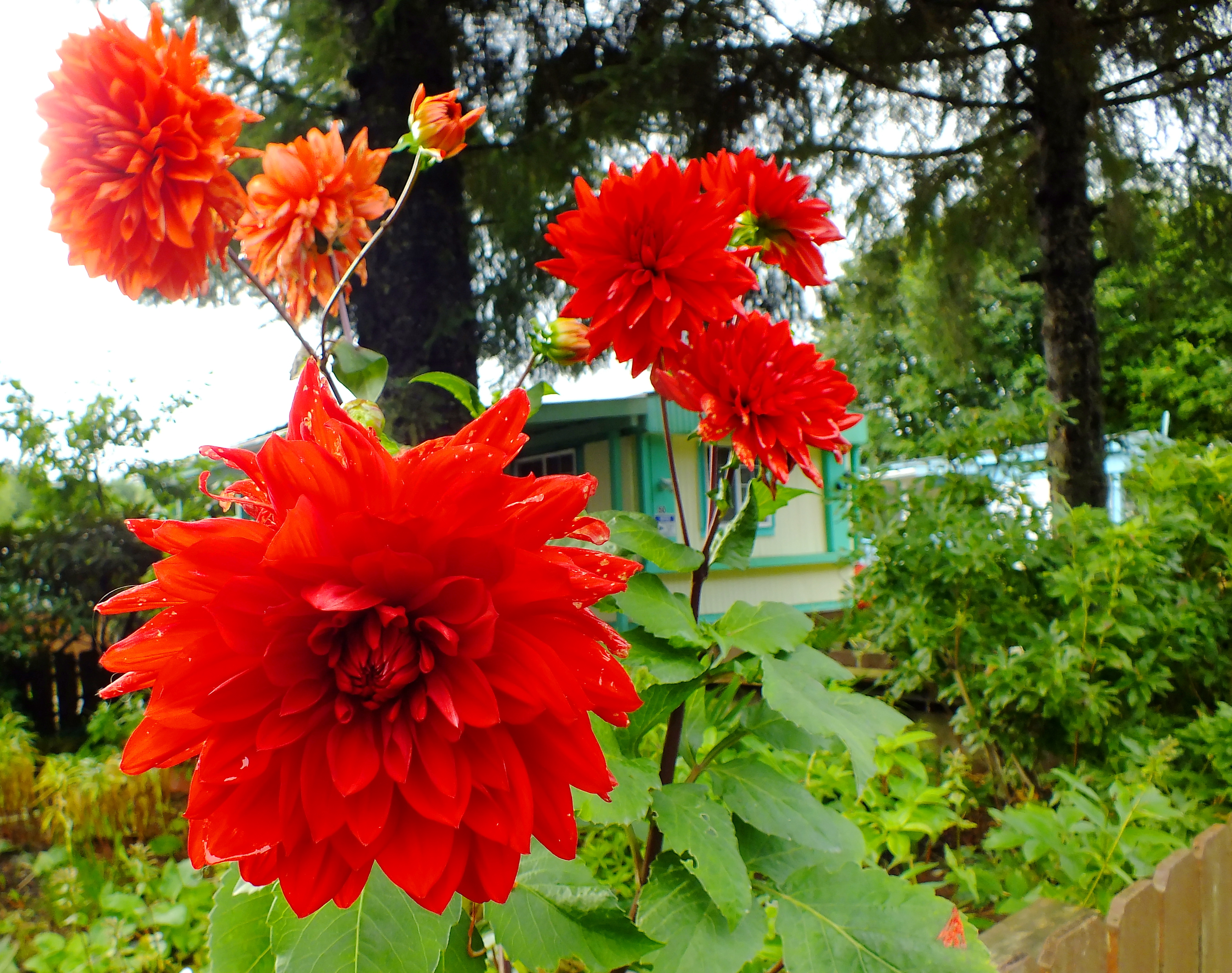 Dahlias