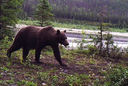 Be Bear Aware - Wrangell - St Elias National Park & Preserve (U.S. National  Park Service)