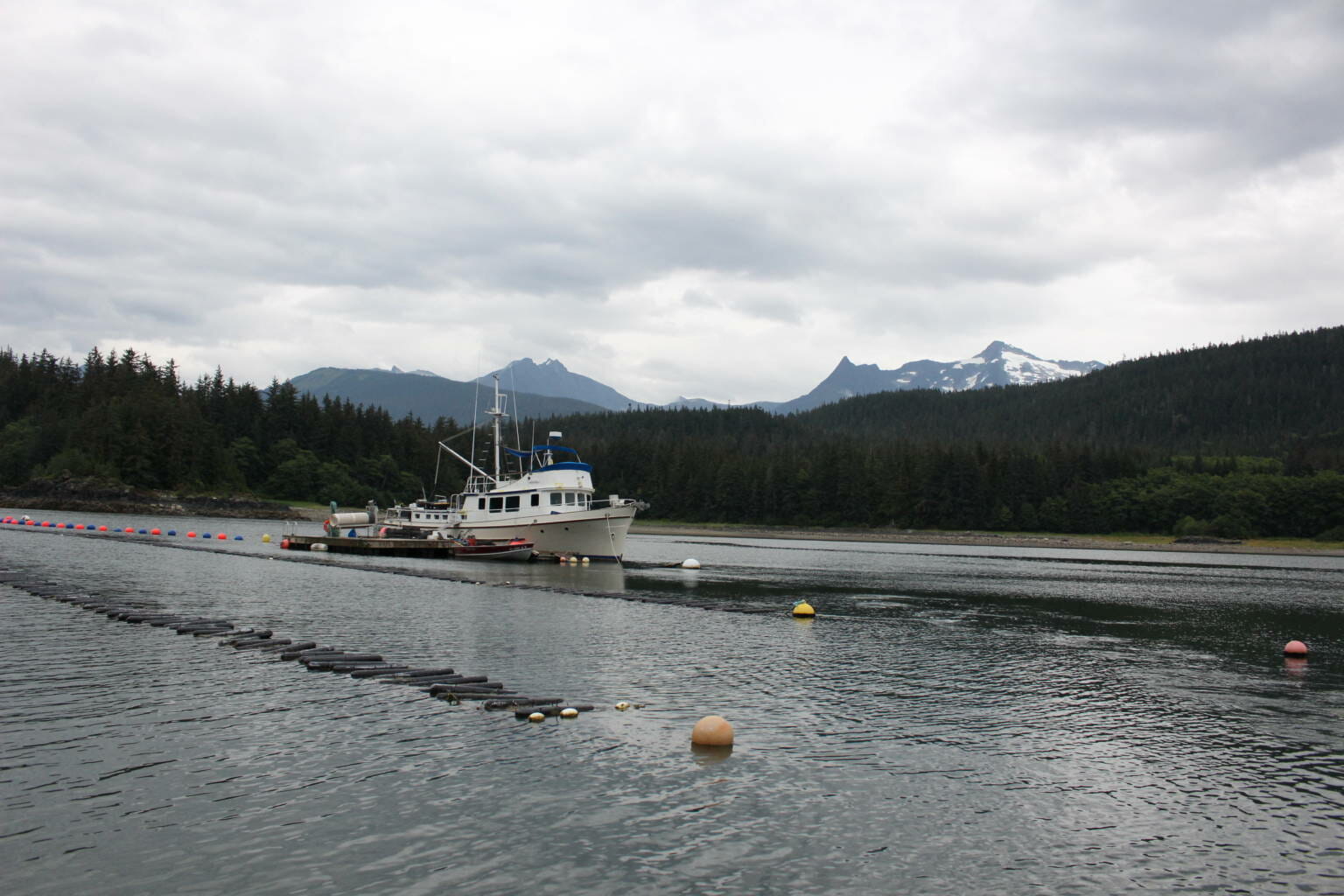 Pandemic creates turbulent waters for Alaska's growing oyster industry