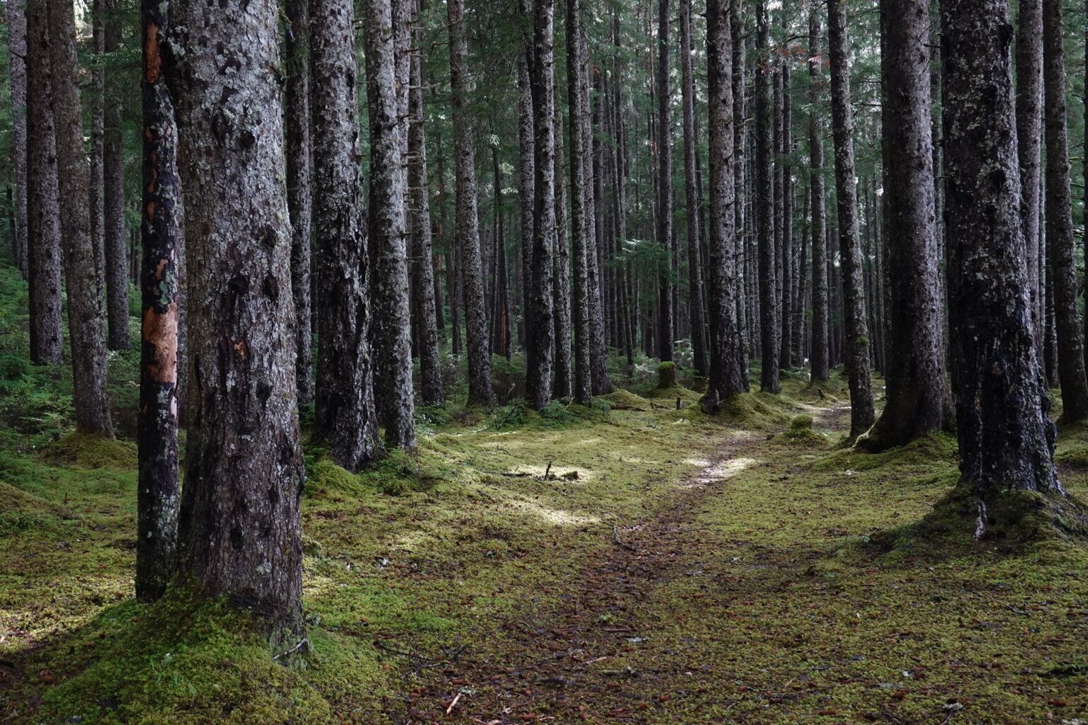 Лесной з. Национальный лес Тонгасс. Национальный лес никоалет США. The Chequamegon-Nicolet National Forest. Forest 600x400.