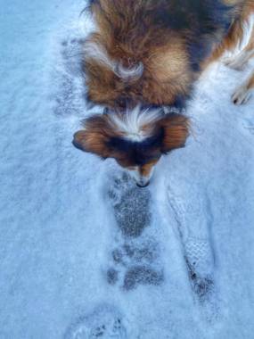 Dog and bear claw