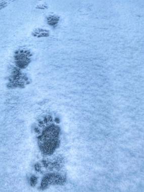 Bear tracks