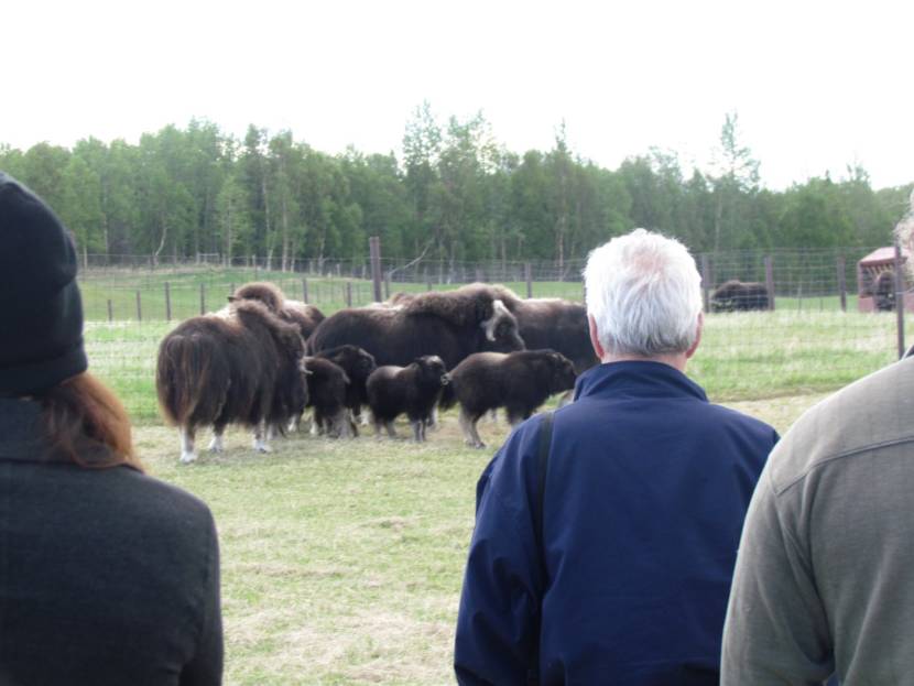 Alex Trebek Musk Ox Farm 002