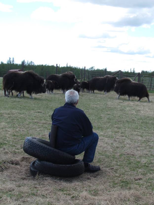 Alex Trebek Musk Ox Farm 004