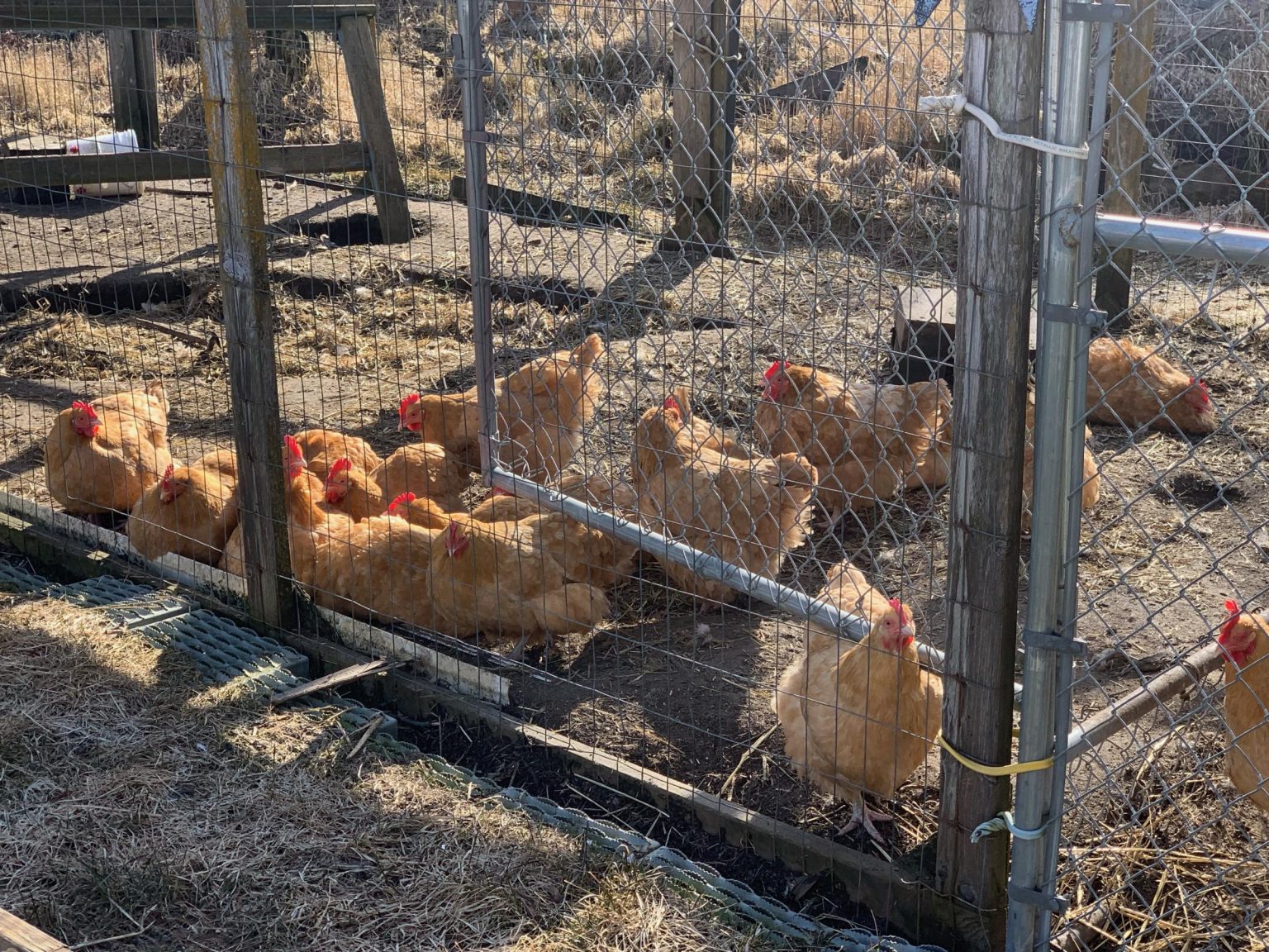 A dozen or so chickens in a coop in Bethel