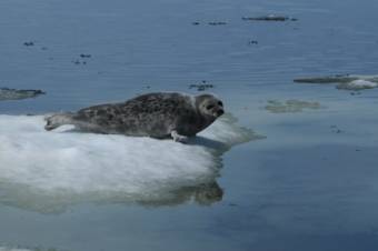 Ringed seal in Kotzebue Sound, Alaska