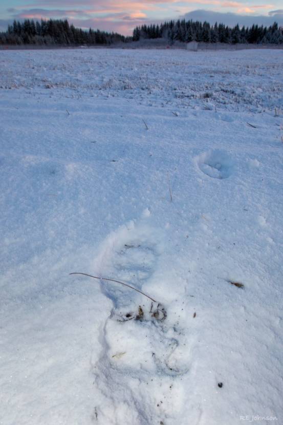 Bear cub tracks in the snow. This bear's mother was killed when she was hit by an Alaska Airlines plane landing in Yakutat