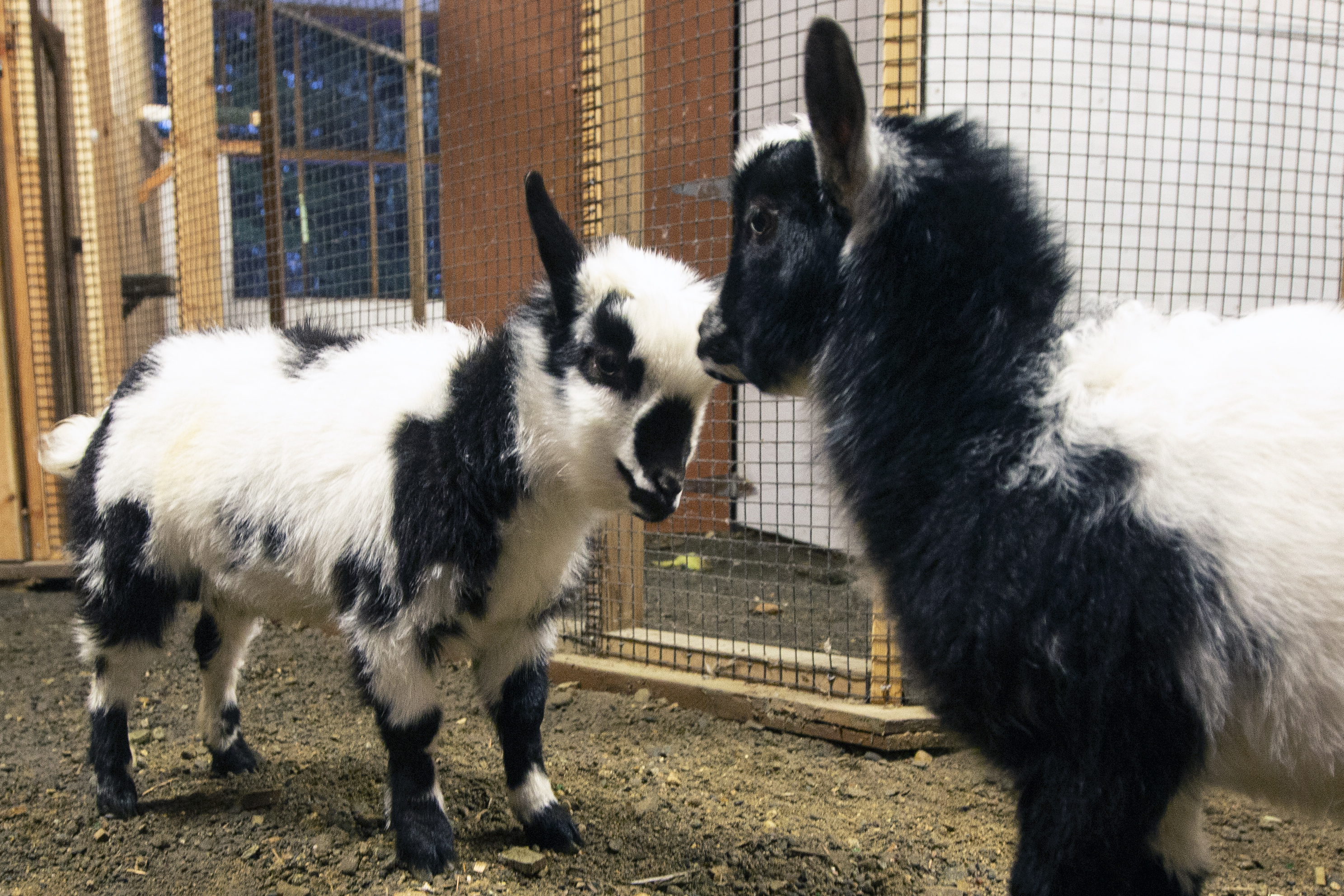 Dogs in hotel and goats in the aviary: Haines' pets get care during  disaster - Alaska Public Media