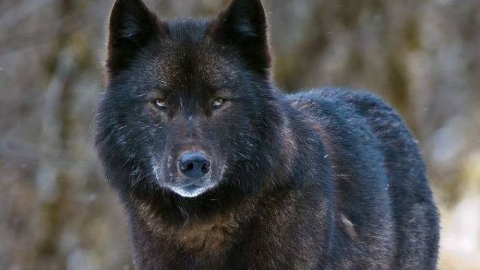 Prince of Wales trappers report 68 wolves taken in 2020