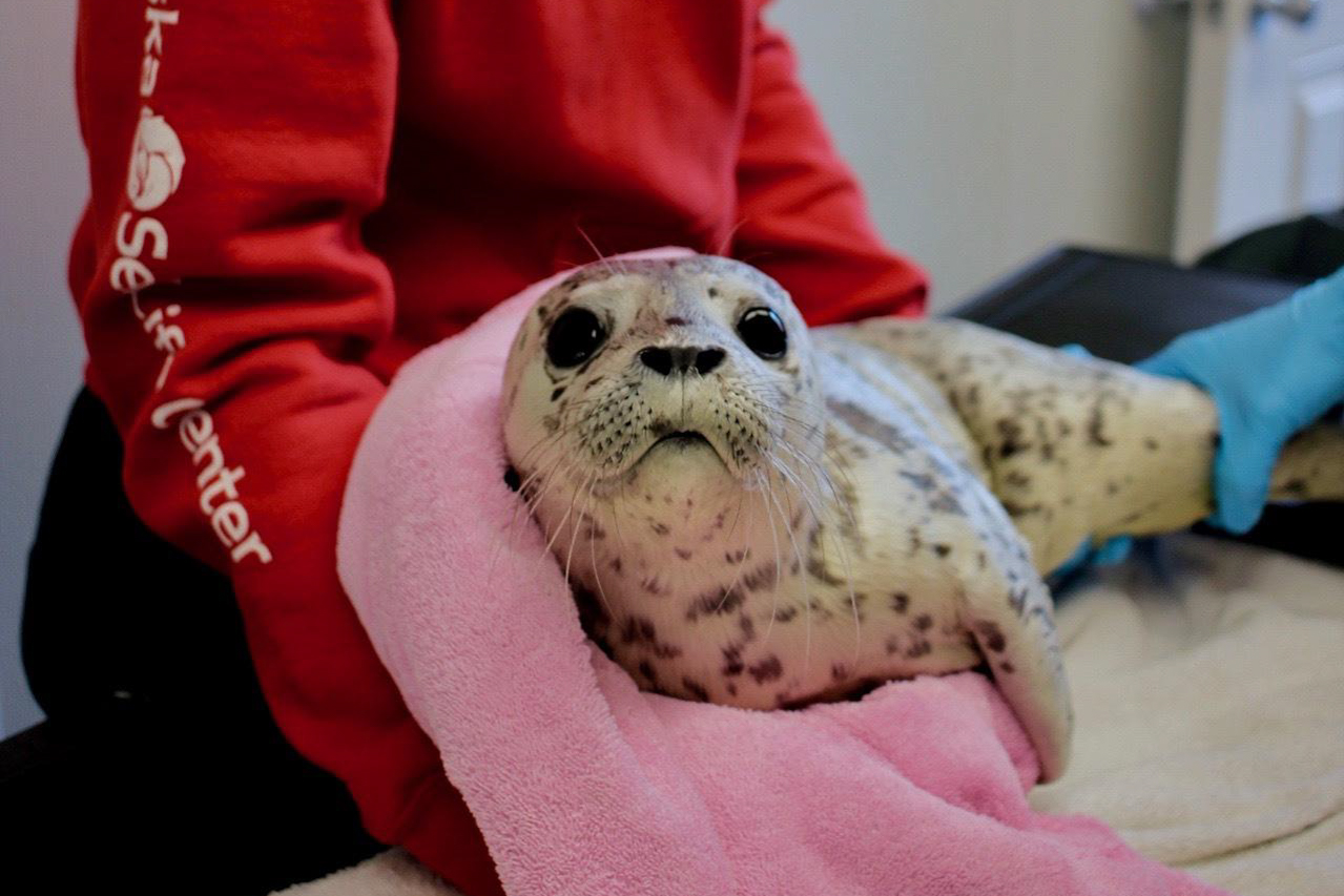 SeaLife Center seals deal on spill response partnership