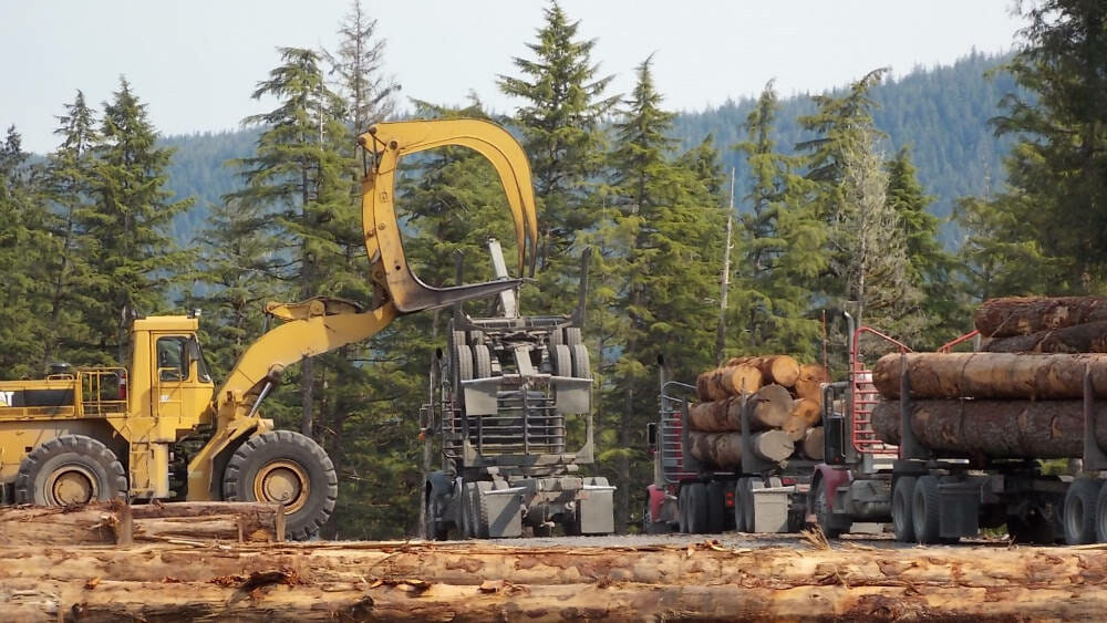 US Forest Service mismanaged Tongass timber sales, report says