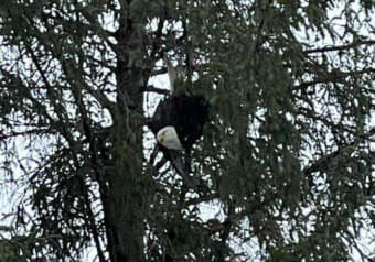 Stranded eagle