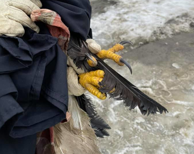 Eagle talons and feathers