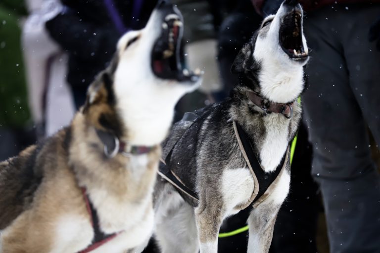 The Real-Life Diet of an Iditarod Musher, Who Eats When His Dogs Eat