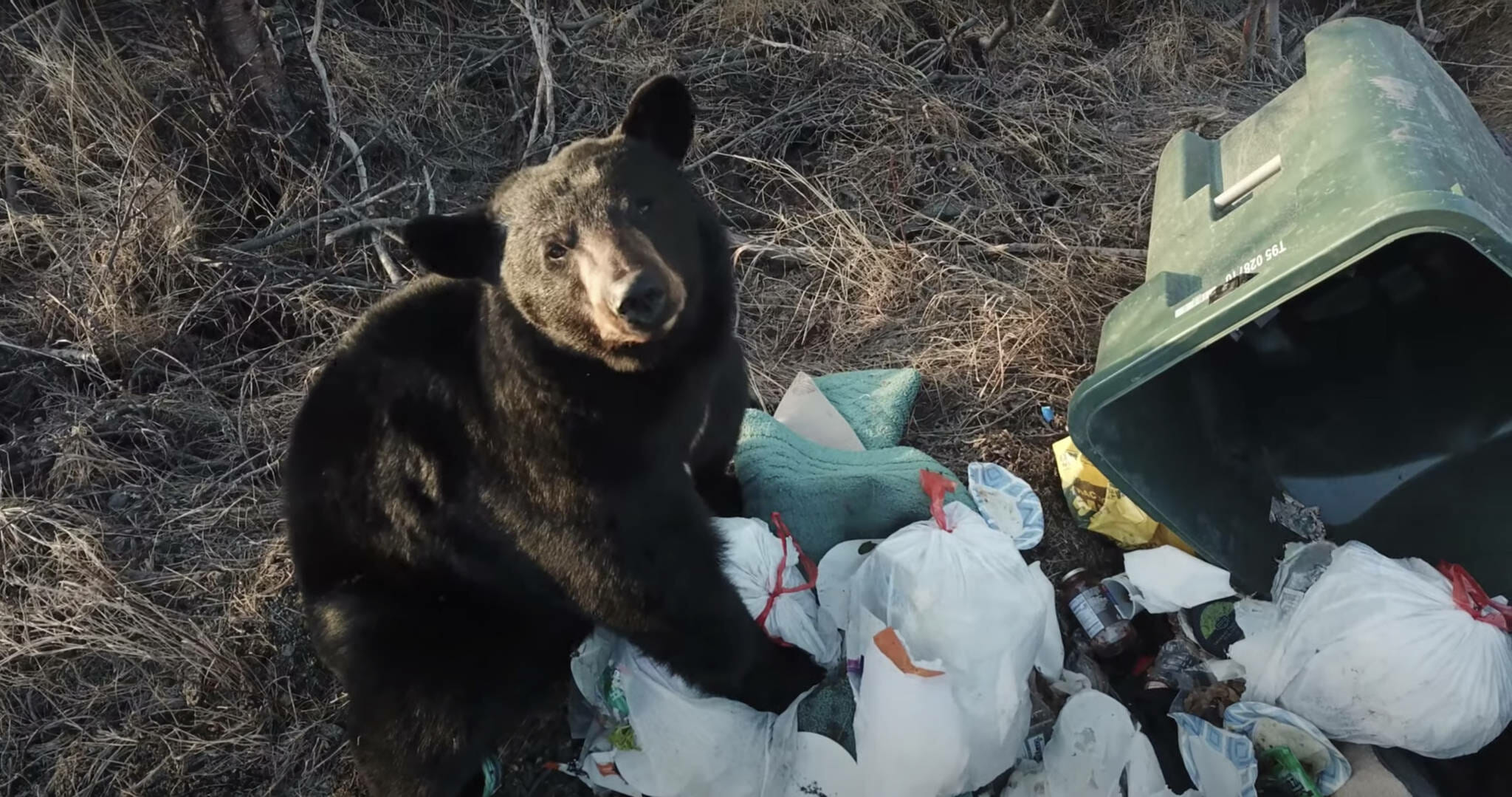 The bears are back, and they're hungry: Here’s what to know