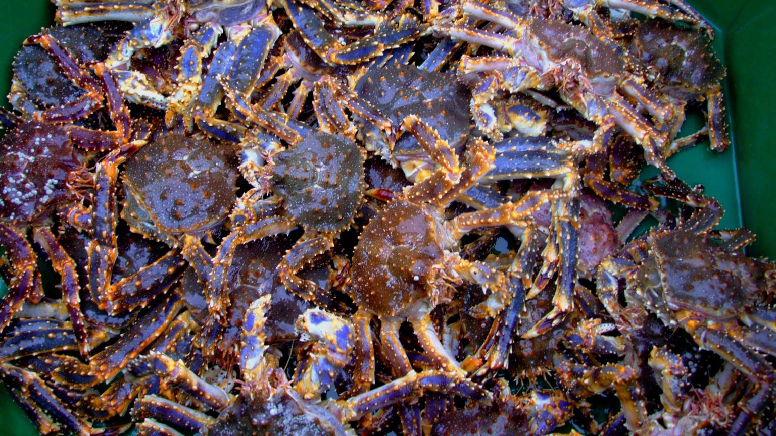 Crab, Rockfish Combos Yield Holiday Season Action at Rittenberg Bank