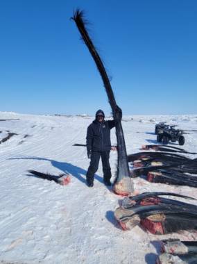 Guy Omnik stands with the baleen from Russell and Andrea Lane’s whale. (Photo courtesy of Guy Omnik for the Alaska Arctic Observatory and Knowledge Hub)